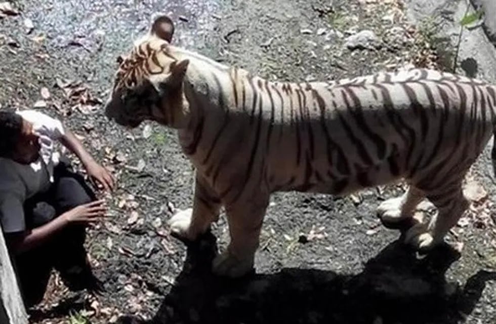 Un tigre blanco mató a un estudiante en un zoológico de Nueva Delhi