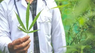 Cannabis: la producción medicinal podría generar 30 mil empleos