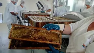 Sala comunitaria de extracción de miel en San Rafael