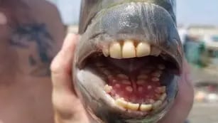 Descubren un pez con dientes que parecen humanos y la imagen se volvió viral en Facebook