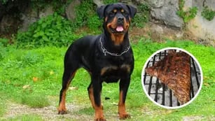 Mató a tiros a su perro Rottweiler porque se comió el matambre que tenía en la parrilla