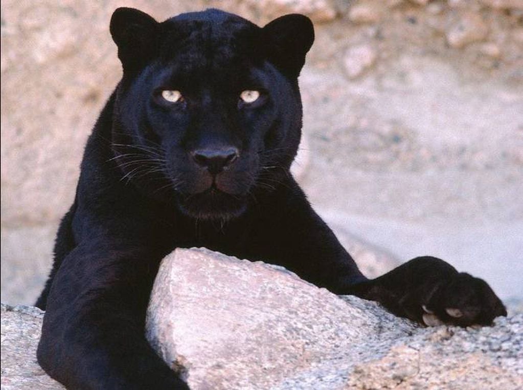 En 2016 falleció una pantera negra en el Ecoparque de Mendoza. Foto: Imagen Ilustrativa. 