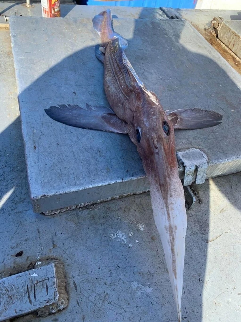 La extraña forma y las llamativas características de la criatura marina dejaron sorprendidos a los demás pescadores en el muelle de Bahía de Bonavista.