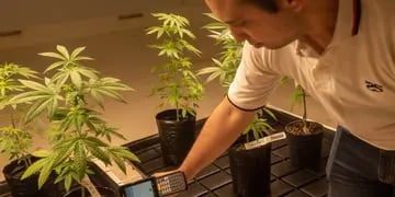 Planta fiscalicación de cannabis Mendoza