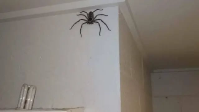 Convivió con una araña durante un año, subió una imagen gigante del animal y aterró a la red