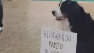 El tierno video de un perro esperando a su dueño en la zona de arribos de un aeropuerto