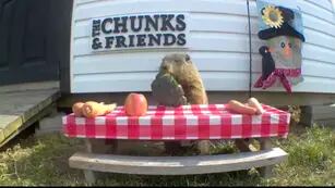Una marmota le robaba la cosecha a un granjero, se la comía frente a su cámara de seguridad y ahora tiene un comedor hecho por él