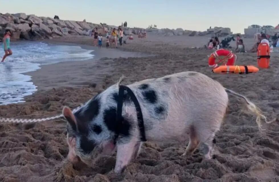 La poco convencional mascota disfrutó del mar y la playa