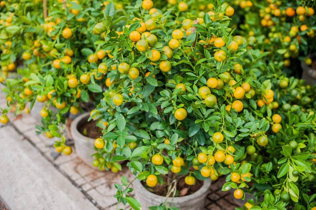 Cuando los mandarinos tienen muchos años de vida, suelen producir un año mucha fruta y al siguiente poca, como estrategia para sobrevivir ante la falta de nutrientes en el suelo.