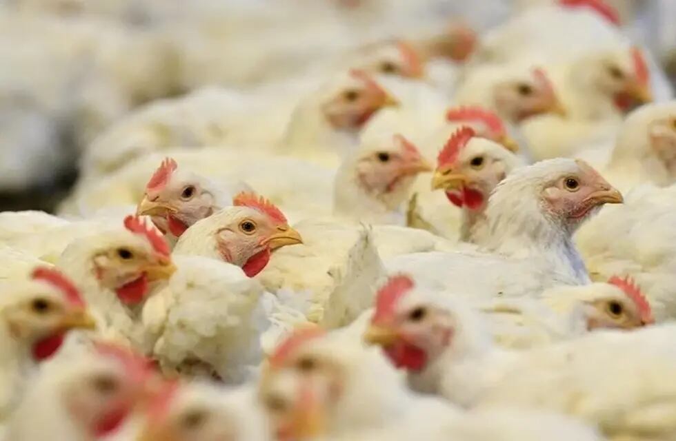 Argentina vuelve a exportar carne aviar a Japón.