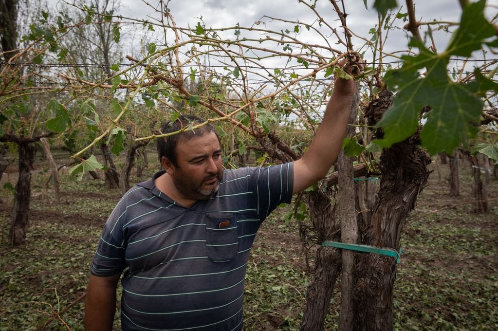 La intención de la medida es apoyar la recuperación de pequeños productores que sufrieron contingencias climáticas en la última temporada.

Foto: Ignacio Blanco / Los Andes 