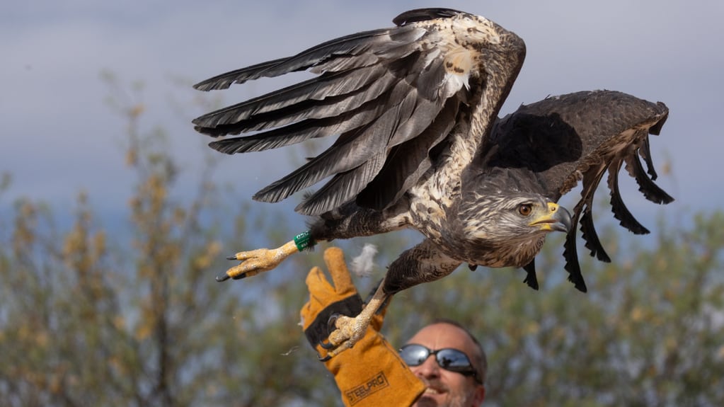 Video: tenía que ir al baño, paró en la ruta y, campo adentro, encontró un pichón de águila coronada . Foto: Imagen ilustrativa.