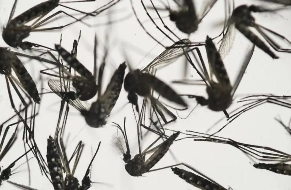 Múltiples repelentes e insecticidas utilizan productos similares para combatir a moscas y mosquitos. Foto: Web