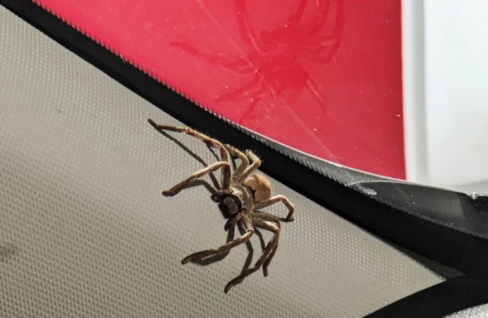 La araña cazadora en el coche de Emma, en Adelaida (Australia)
