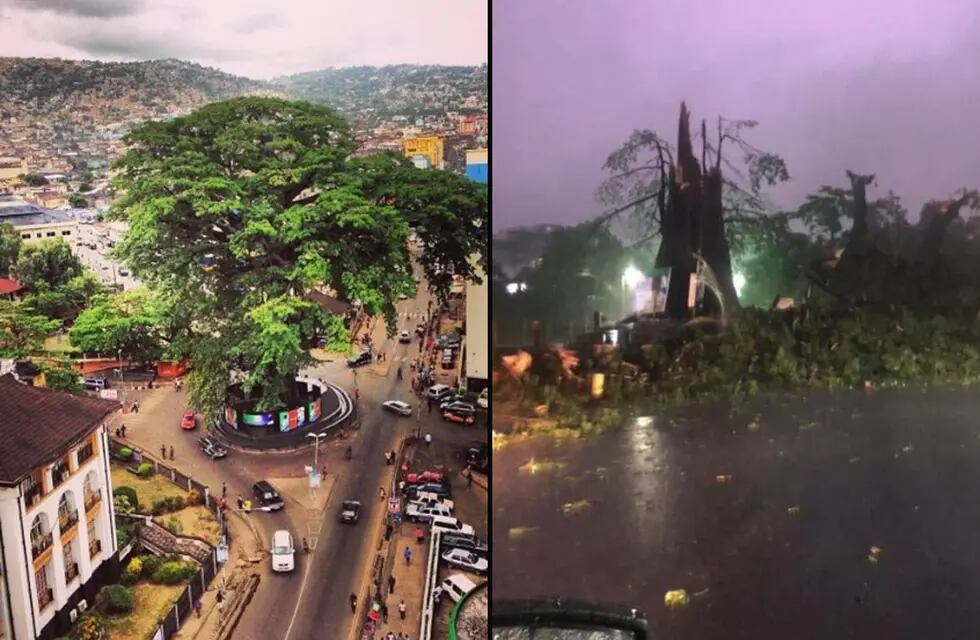 El antes y el después del "árbol de algodón", centenario de Freetown. Foto: Twitter/@theafricadream