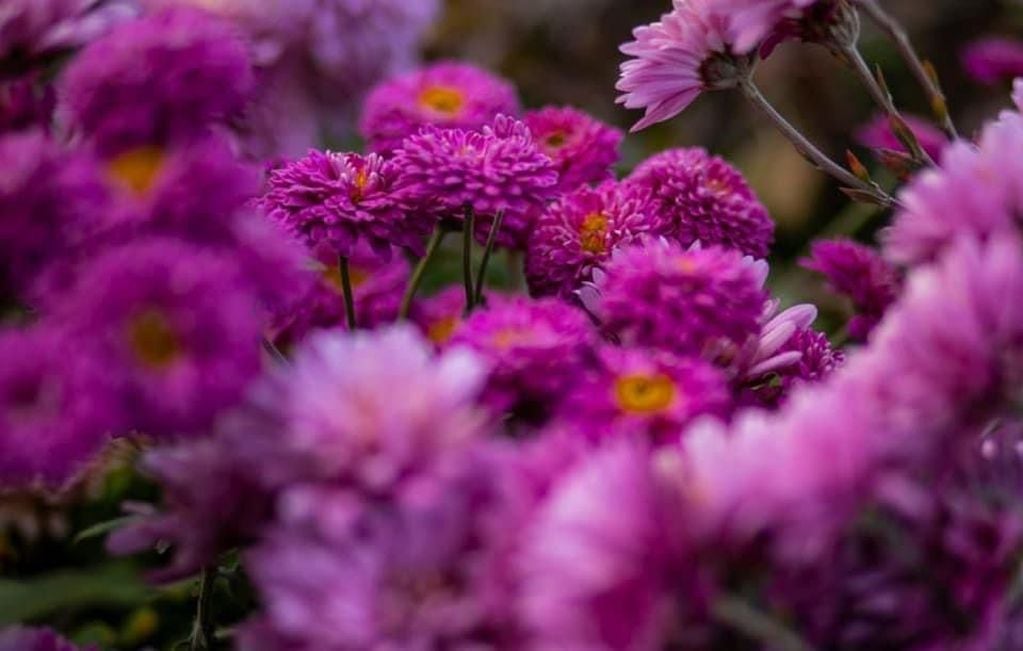 Las flores son un gesto de amor de parte de quién te las regala. Foto: Prensa Maipú