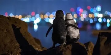 Viral: la tierna foto de dos pingüinos viudos consolándose en plena época de coronavirus
