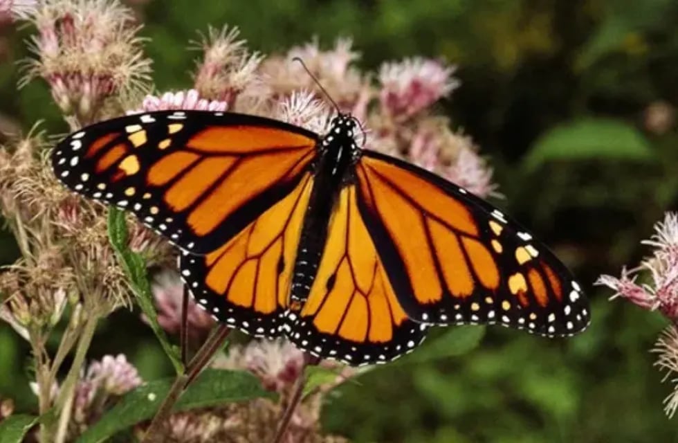 La mariposas monarca en peligro de extinción luchan por sobrevivir - Gentileza National Geographic