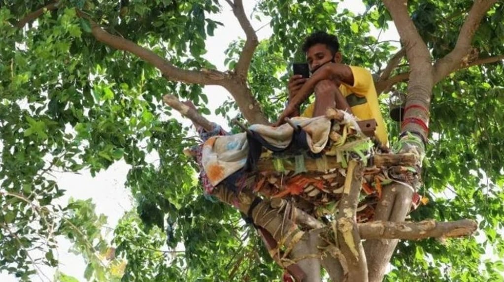 Un estudiante de 18 años se construyó una cama en un árbol para aislarse en medio de la pandemia.