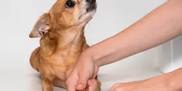 Por qué hay que cortar las uñas de los perros: razones y cuidados