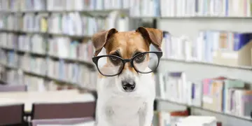 Cuáles son las razas de perros más inteligentes