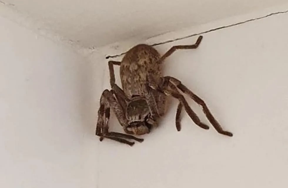 Una joven se levó el susto de su vida al encontrar unan araña enorme en la ducha.