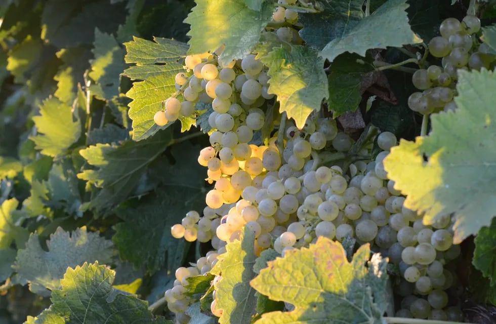 Primeras estimaciones: se espera una cosecha de uva un 34% superior a la temporada pasada.