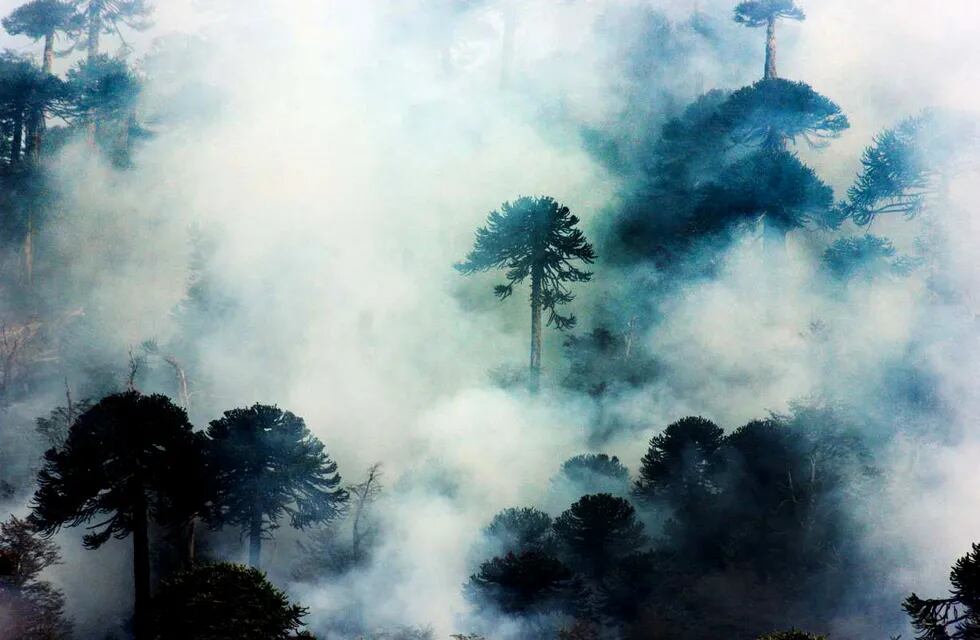El fuego avanza sin control en bosques de La Araucanía