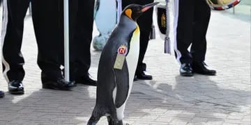 Sir Nils Olav III; el pingüino con más condecoraciones del mundo
