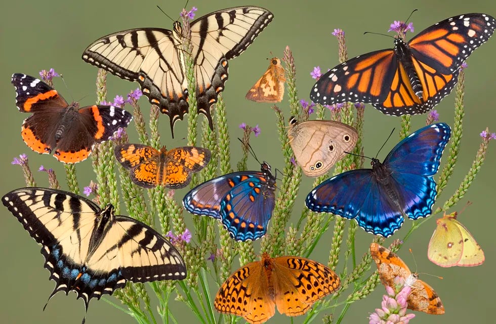 Esto significa soñar con mariposas (Imagen ilustrativa / Web)