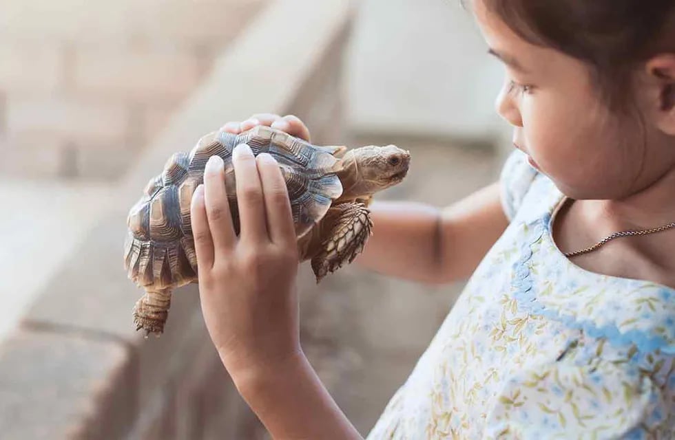 Si estás planteándote introducir una nueva mascota en casa por primera vez, la tortuga es perfecta para los más pequeños, Imagen ilustrativa / Web
