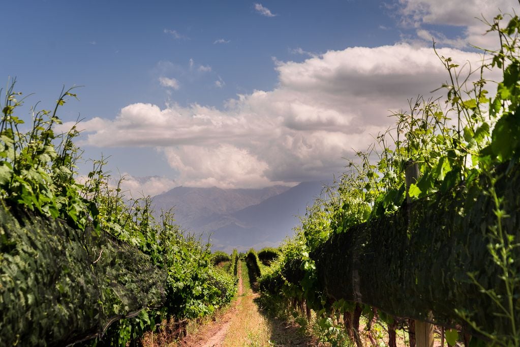 La vitivinicultura es una de las economías regionales en crisis