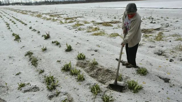 Alicia, productora del Valle de Uco, en su campo afectado por el granizo