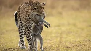 La impresionante fotografía de un bebé babuino colgado de su madre muerta en las fauces de un leopardo que compite por un importante premio