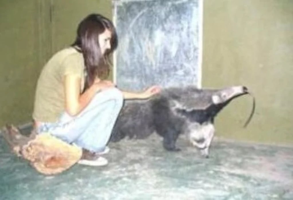 Melisa era la encargada de alimentar al oso hormiguero gigante, que ya habían advertido otros colegas que se trataba de un mamífero agresivo.