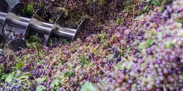 El vino argentino no está competitivo en el exterior y ahora los bodegueros advierten que se pagó cara la uva.