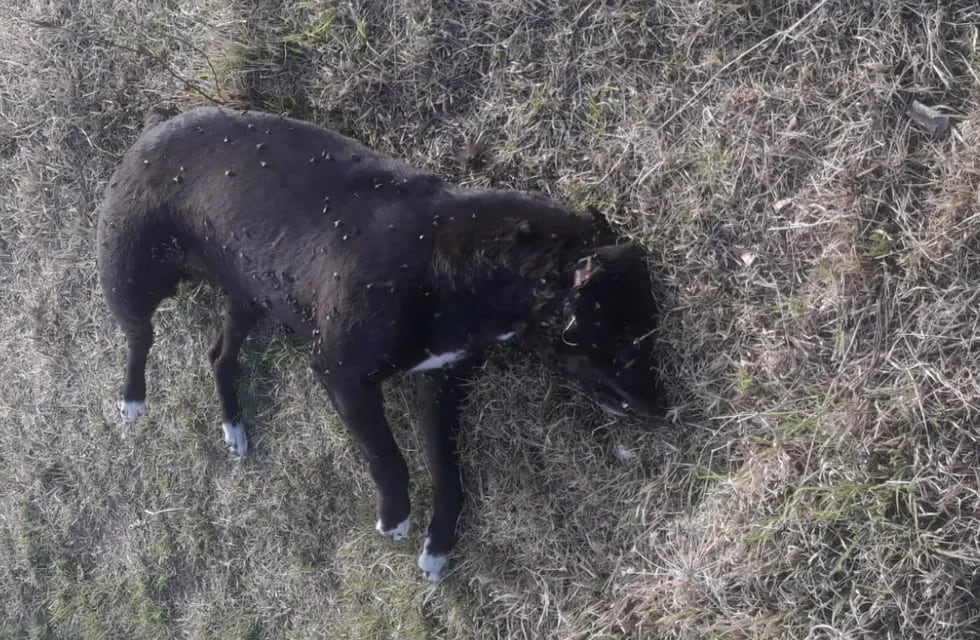 No fue tragedia de milagro: encontraron más de 10 animales muertos e intoxicados con veneno en el Sur. Foto: Gentileza.