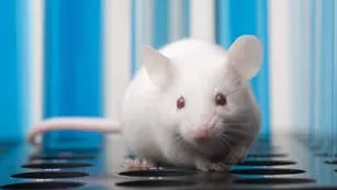 Investigación. El equipo español utilizó ratones para evaluar el proceso de regeneración capilar. 