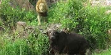 El ataque de una manada de león