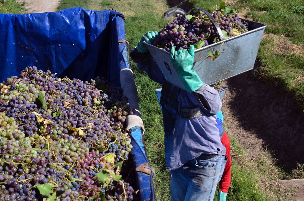 Bajas expectativas para la exportación de uva en fresco y foco en el mercado interno.