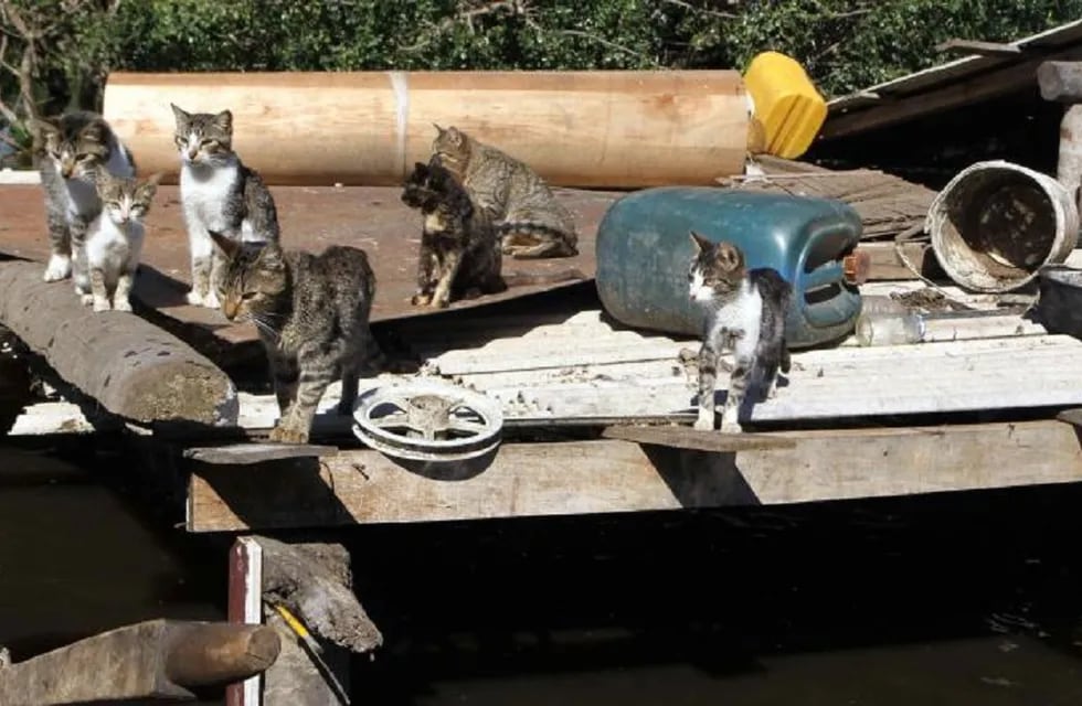 Durante un allanamiento encontraron 17 gatos vivos y 6 congelados en una heladera .Imagen ilustrativa / Gentileza.