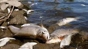 300 toneladas de peces muertos en el río Oder