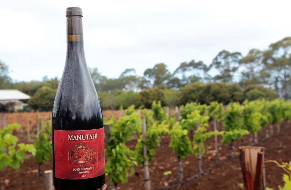 El vino Manutahi, que en lenguaje Rapa Nui significa "el primer pájaro". Es el primer vino cultivado, cosechado y embotellado en la Isla de Pascua (Chile). EFE