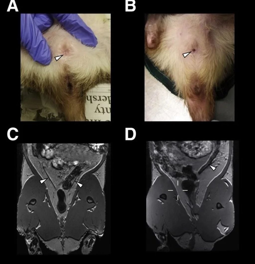 Las imágenes de la izquierda muestran la anatomía externa e interna de una hembra no reproductora en comparación con las de la derecha de una rata con bolsa hembra reproductora. Gentileza: Clarín.