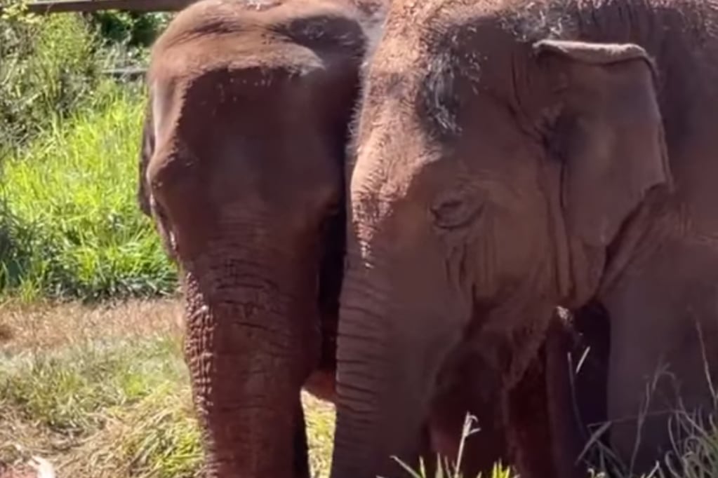¡Parecen otras! Fotos y videos del notable cambio de Pocha y Guillermina, tras un mes en el Santuario. Foto: Facebook Elefantes Unidos del Sur.