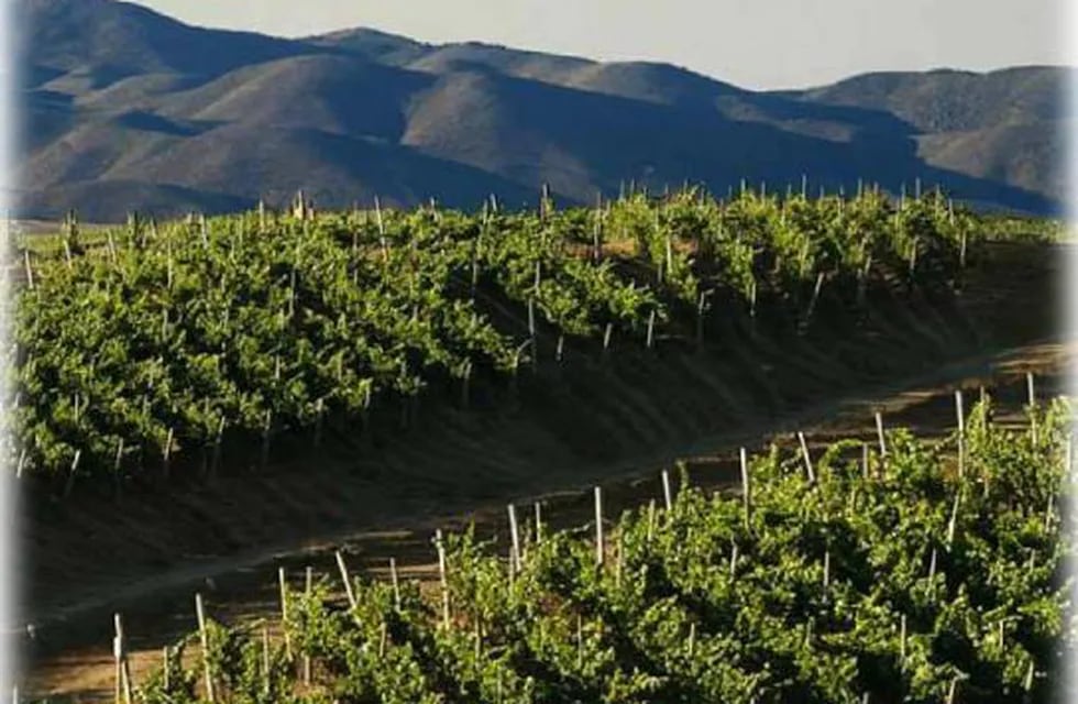 La industria del vino en Argentina y Chile: perspectivas