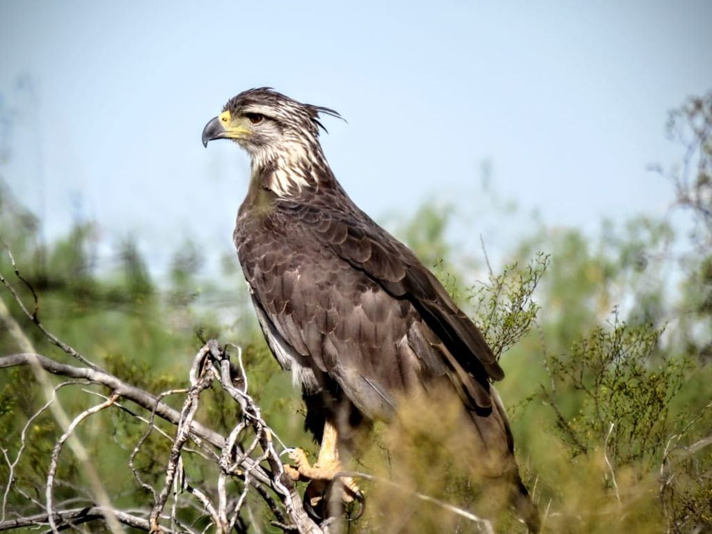 Fotos y video: así está “Rainbow Warrior”, el águila que volvió de la muerte y fue liberada hace 20 días. Foto: Dirección de Recursos Naturales Renovables.