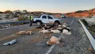 Automovilista chocó y mató a 40 chivos en el norte neuquino