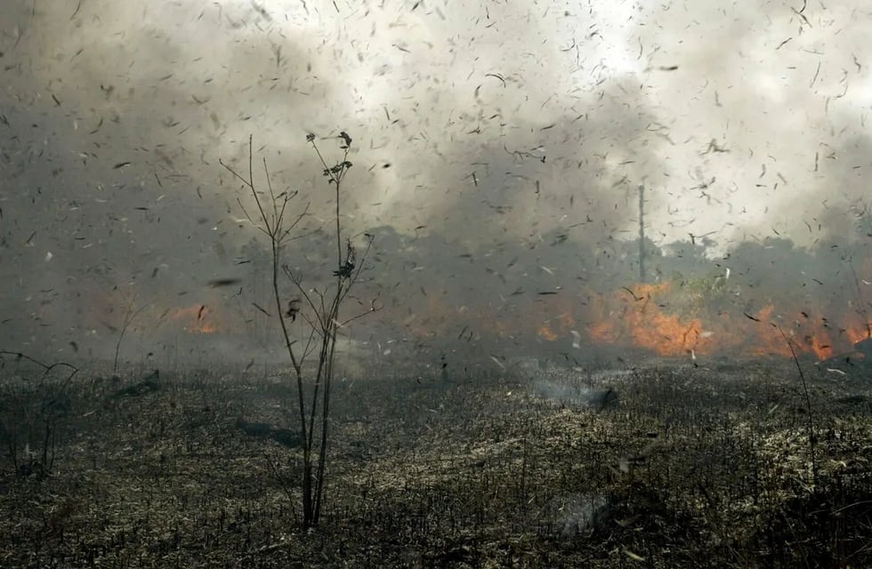 Los incendios en Bolivia arrasan miles de hectáreas de bosques y pastizales. Gentileza / mundo.sputniknews.com
