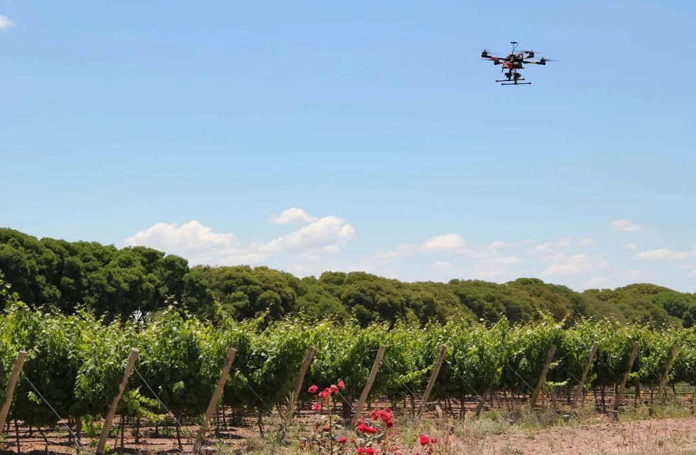 Interés en el uso de drones para hacer curas y fertilizaciones de precisión en los cultivos. Imagen ilustrativa.